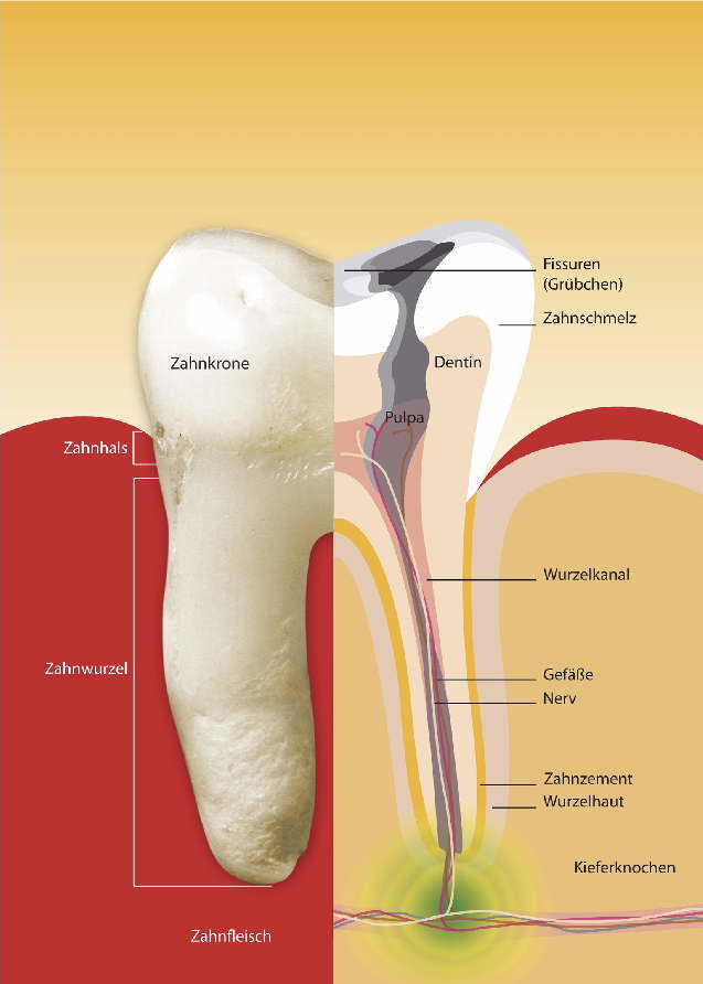 Endodontie, Wurzelkanalbehandlung, Wurzelbehandlung